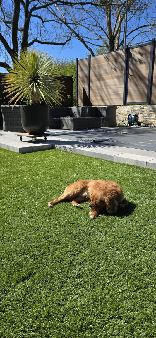 Kunstrasen Terrasse mit Hund